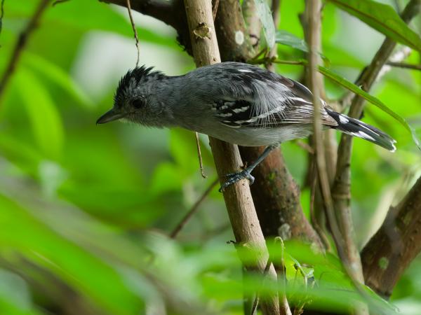 Witflankmiersluiper (Myrmotherula axillaris)